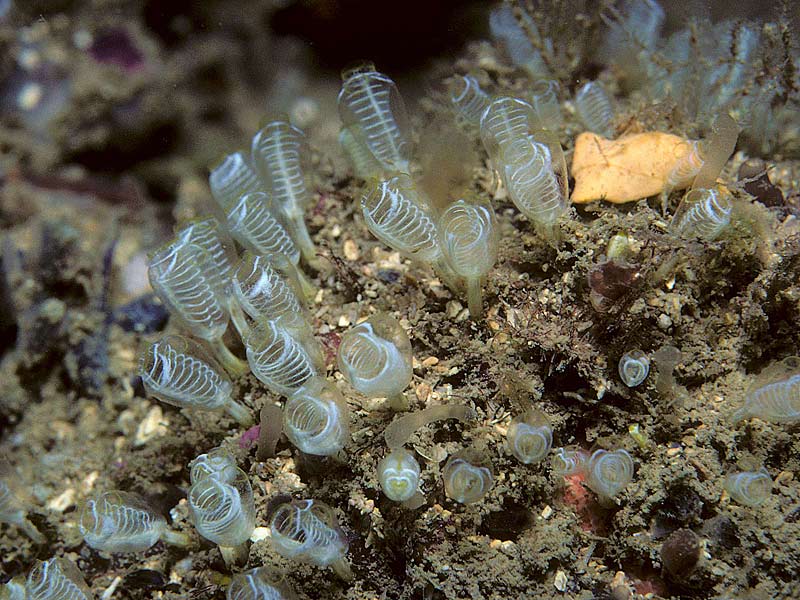 Pycnoclavella nana